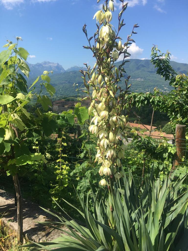 Il Casale Di Rolando Διαμέρισμα Castiglione di Garfagnana Εξωτερικό φωτογραφία